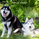 types of huskies